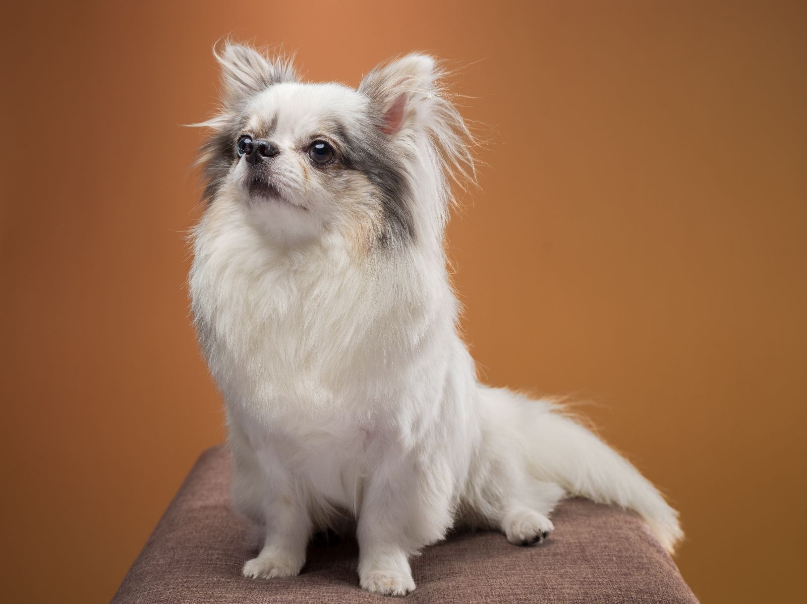 Chihuahua pet portrait in Quezon City